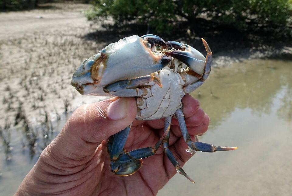A male mud crab held up over the mangrove mudflats